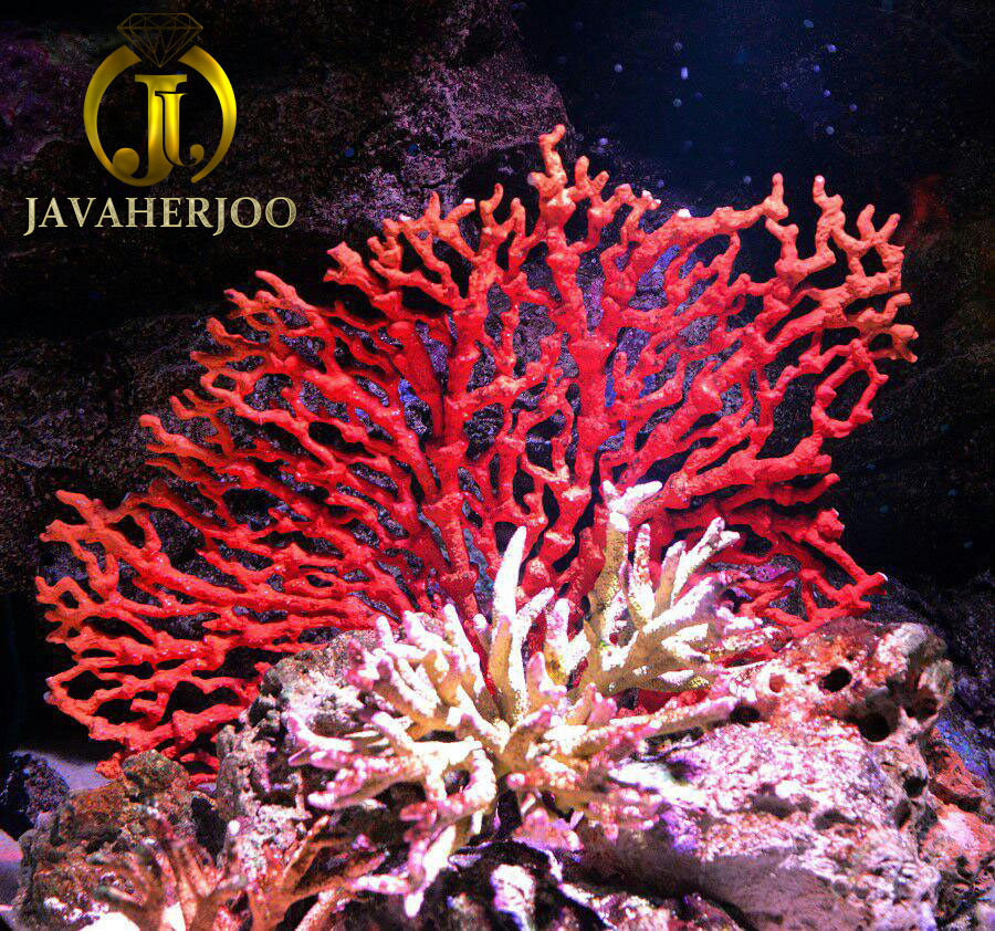 Lista 93+ Foto Que Es Un Coral De Mar Lleno 09/2023
